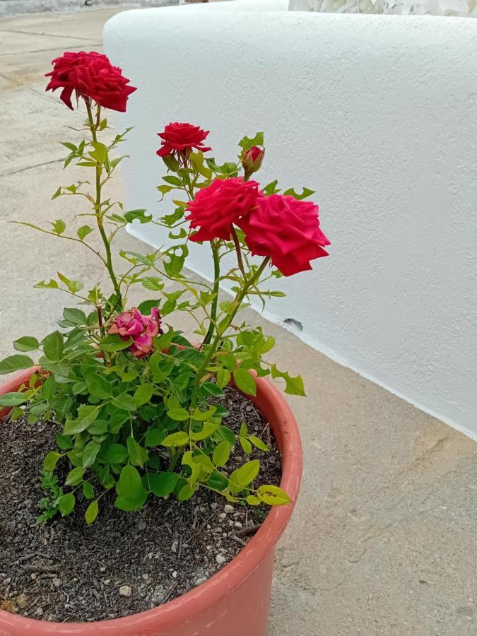 아다마스 Elena 아파트 외부 사진